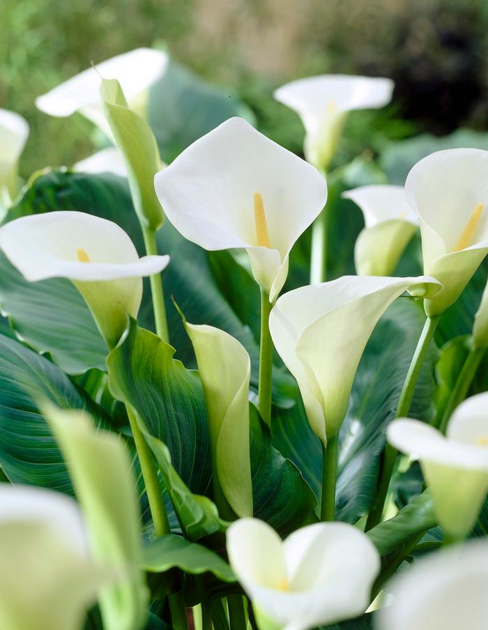 Wholesale Zantedeschia 'Aethiopica' - Calla | A.D.R. Bulbs