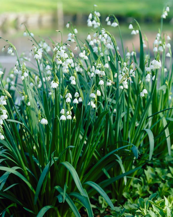 Wholesale Leucojum 'Gravity Giant' - Giant Snowflake | A.D.R. Bulbs