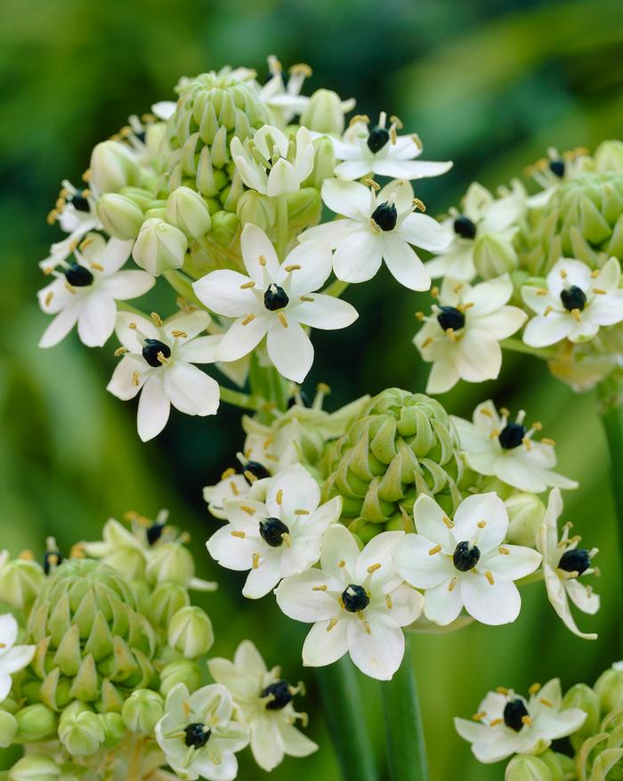 Wholesale Ornithogalum 'Arabicum' - Star of Bethlehem | A.D.R. Bulbs