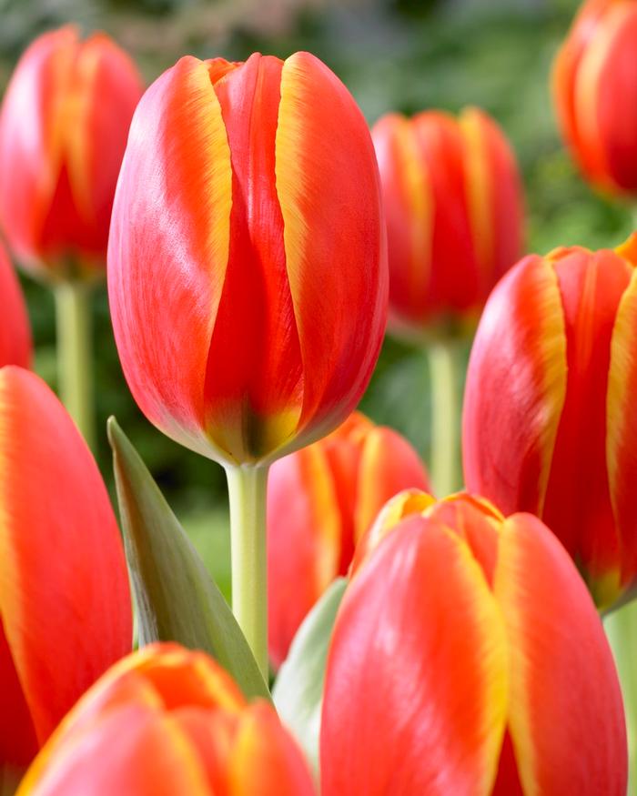 Wholesale Tulipa Darwin Hybrid 'World's Favorite' - Tulip | A.D.R. Bulbs