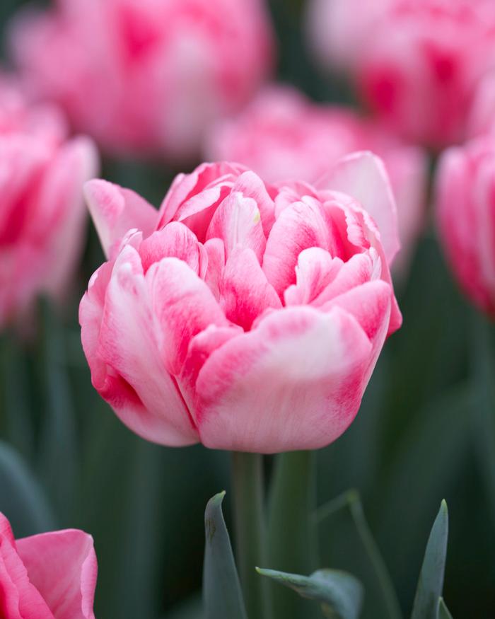 Wholesale Tulipa Double Early 'Foxtrot' - Tulip | A.D.R. Bulbs