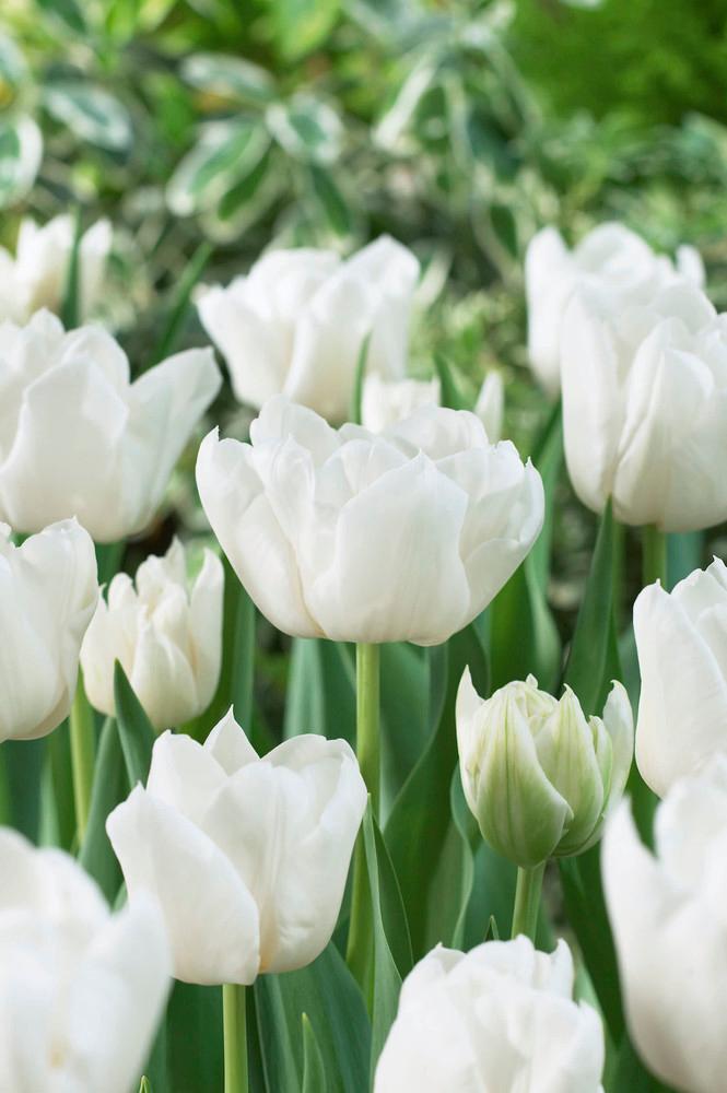 Wholesale Tulipa Double Early 'Mondial' - Tulip | A.D.R. Bulbs