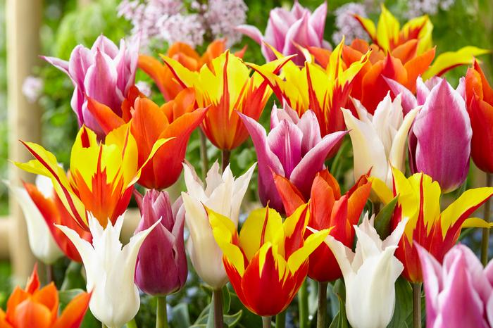 Wholesale Tulipa Lily Flowering 'Lily Flowering Mixture' - Tulip | A.D.R. Bulbs