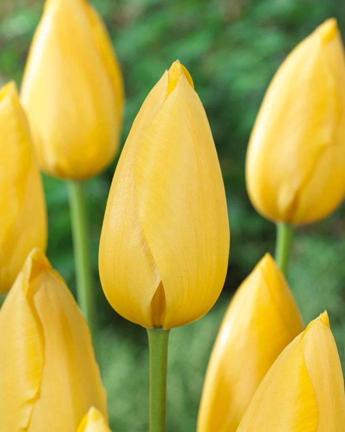 Wholesale Tulipa Single Late 'Big Smile' - Tulip | A.D.R. Bulbs