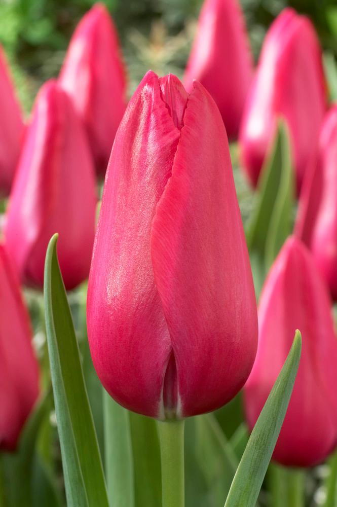 Wholesale Tulipa Single Late 'Wilja' - Tulip | A.D.R. Bulbs