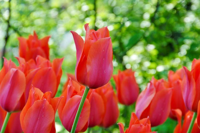 Wholesale Tulipa Single Late 'Temple of Beauty' - Tulip | A.D.R. Bulbs