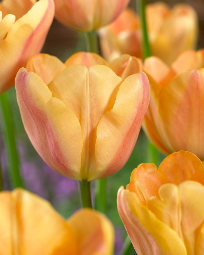 Wholesale Tulipa Triumph 'Apricot Foxx' - Tulip | A.D.R. Bulbs