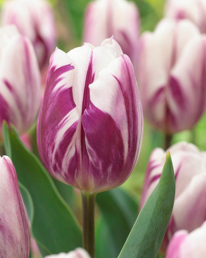 Wholesale Tulipa Triumph 'Flaming Flag' - Tulip | A.D.R. Bulbs