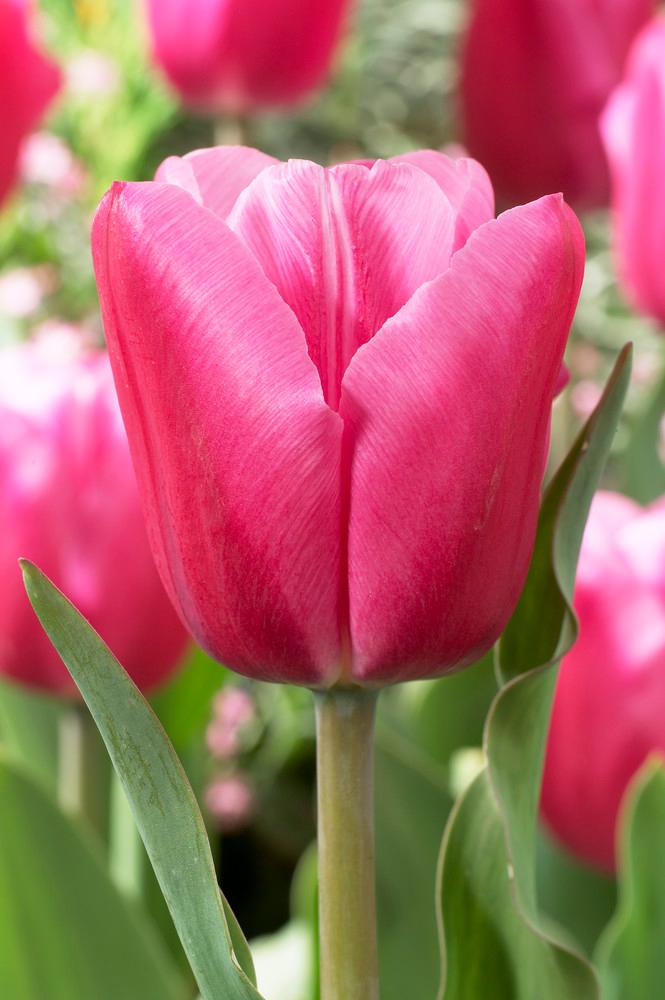 Wholesale Tulipa Triumph 'Jumbo Pink' - Tulip | A.D.R. Bulbs