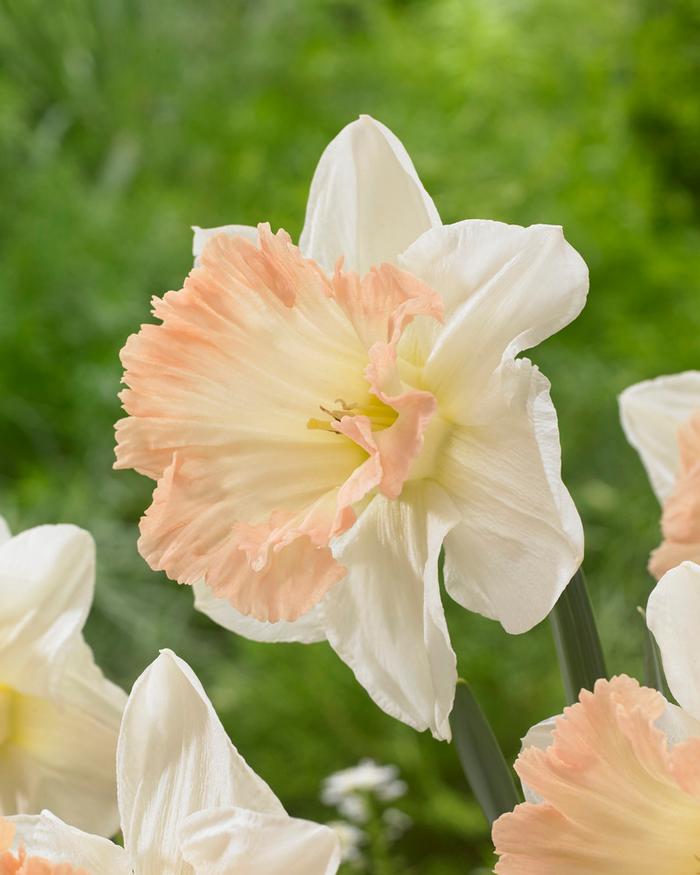 Wholesale Narcissi Trumpet 'British Gamble' - Daffodil | A.D.R. Bulbs