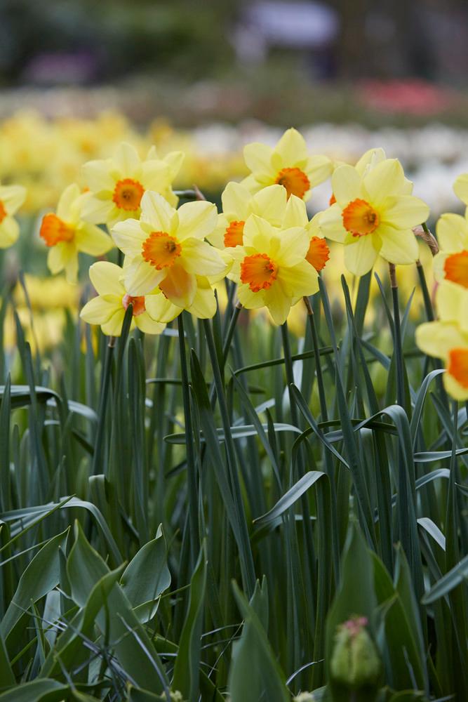 Wholesale Narcissi Small Cupped 'Red Devon' - Daffodil | A.D.R. Bulbs