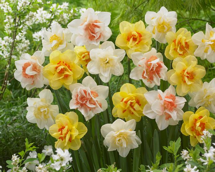 Wholesale Narcissi Double 'Mixture' - Daffodil | A.D.R. Bulbs