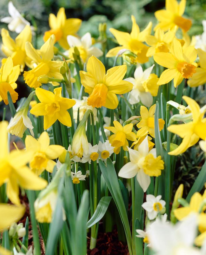 Wholesale Narcissi Miniature 'Botanical Mixture' - Daffodil | A.D.R. Bulbs