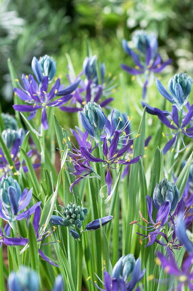 Wholesale Camassia Esculenta 'Quamash' - Wild Hyacinth | A.D.R. Bulbs