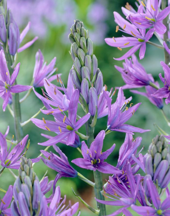 Wholesale Camassia Leichtlinii 'Caerulea' - Wild Hyacinth | A.D.R. Bulbs