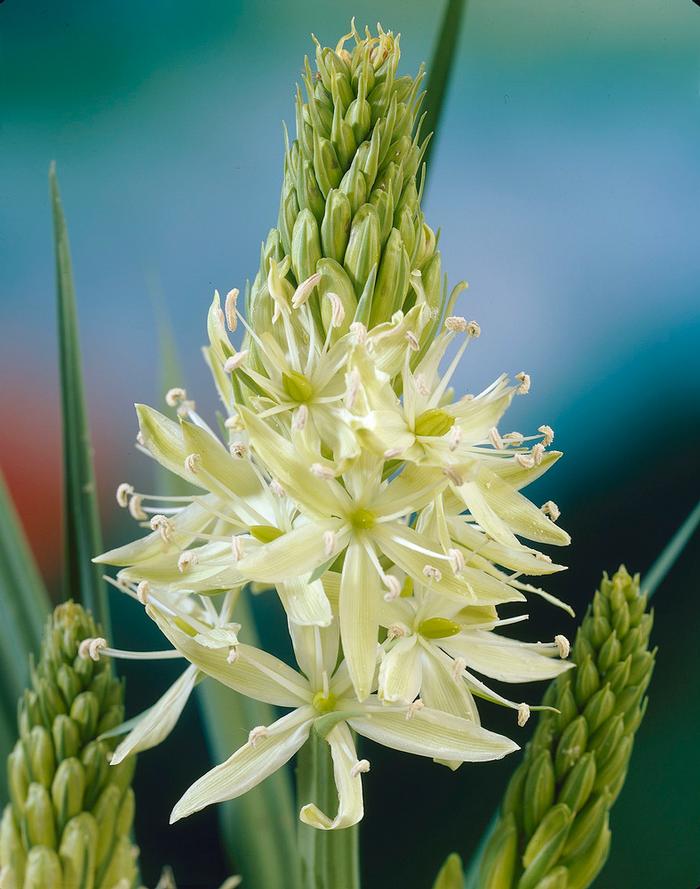 Wholesale Camassia Leichtlinii 'Alba' - Wild Hyacinth | A.D.R. Bulbs