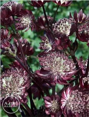 Wholesale Astrantia Star of Fire (Ships in Spring) - Astrantia | A.D.R. Bulbs