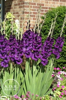 Wholesale Gladiolus Large Flowering 'Purple Flora' (Ships in Spring) - Gladiolus | A.D.R. Bulbs