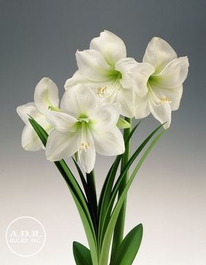 Wholesale Amaryllis Peruvian 'Denver' - Amaryllis | A.D.R. Bulbs