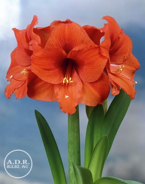 Wholesale Amaryllis Peruvian 'Souvreign' - Amaryllis | A.D.R. Bulbs