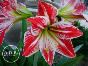 Wholesale Amaryllis Peruvian 'Minerva' - Amaryllis | A.D.R. Bulbs