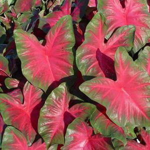 Wholesale Caladium Fancy Leaf 'Royal Flush' (Ships in Spring) - Caladium | A.D.R. Bulbs