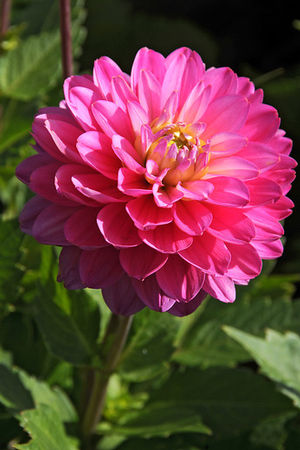 Wholesale Dahlia Melody 'Allegro' (Ships in Spring) - Dahlia | A.D.R. Bulbs