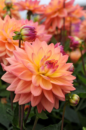 Wholesale Dahlia Melody 'Dora' (Ships in Spring) - Dahlia | A.D.R. Bulbs