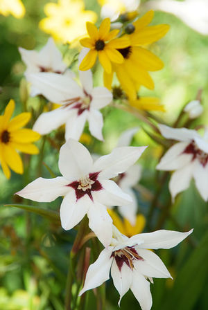 Wholesale Gladiolus Murilae' (Ships in Spring) - Acidanthera | A.D.R. Bulbs