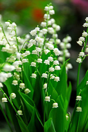 Wholesale Convallaria Majalis 'Lily of the Valley' (Ships in Spring) - Convallaria | A.D.R. Bulbs