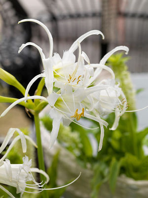 Wholesale Hymenocallis Festalis (Ships in Spring) - Hymenocallis | A.D.R. Bulbs