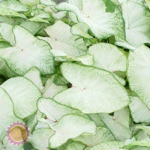 Wholesale Caladium Fancy Leaf 'Moonlight' (Ships in Spring) - Caladium | A.D.R. Bulbs