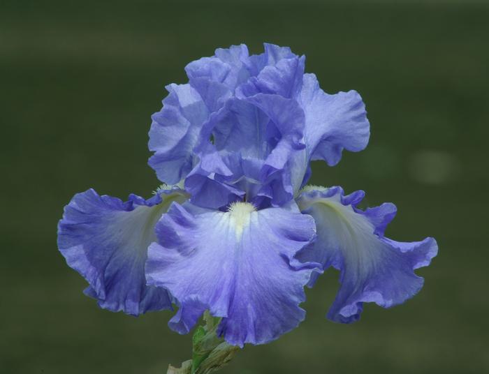 Wholesale Iris Germanica 'Victoria Falls' - Bearded Iris | A.D.R. Bulbs