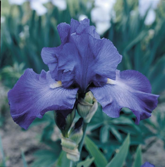 Wholesale Iris Germanica 'Feed Back' - Bearded Iris | A.D.R. Bulbs