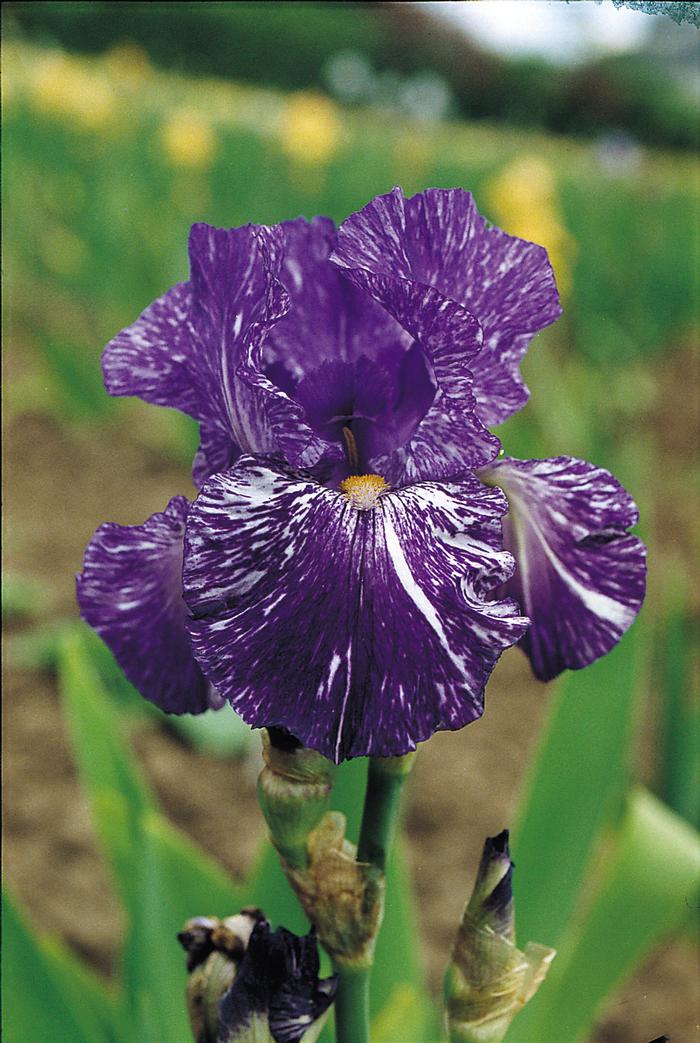 Wholesale Iris Germanica 'Batik' - Bearded Iris | A.D.R. Bulbs