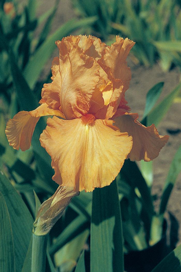 Wholesale Iris Germanica 'Orange Harvest' - Bearded Iris | A.D.R. Bulbs