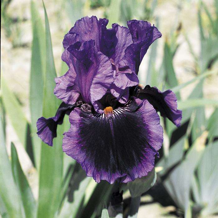 Wholesale Iris Germanica 'Pagan Dance' - Bearded Iris | A.D.R. Bulbs