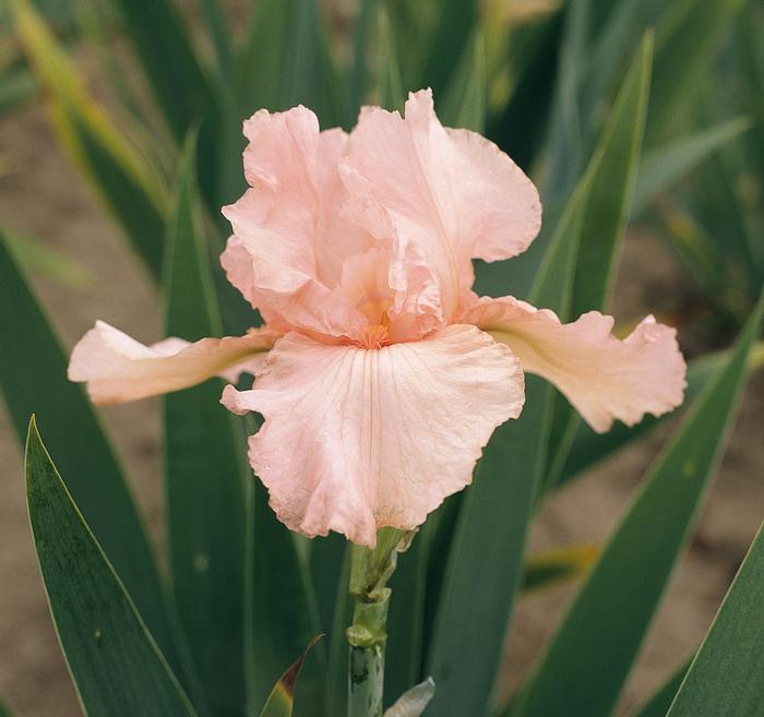 Wholesale Iris Germanica 'Pink Attraction' - Bearded Iris | A.D.R. Bulbs