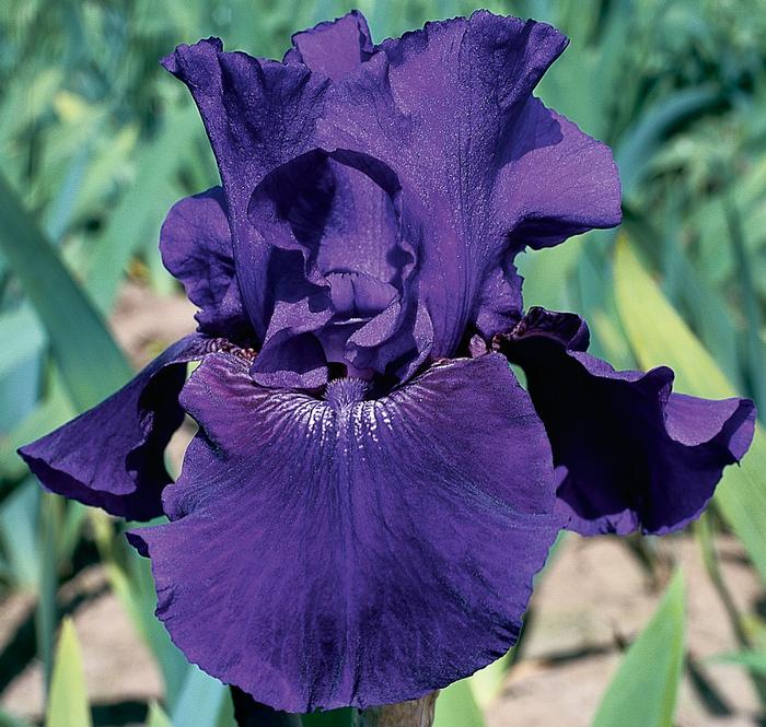 Wholesale Iris Germanica 'Rosalie Figge' - Bearded Iris | A.D.R. Bulbs