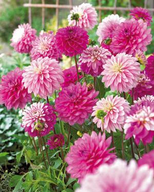 Wholesale Dahlia Value Pack 'Passionate Lover Mix' (Ships Spring) - Dahlia | A.D.R. Bulbs