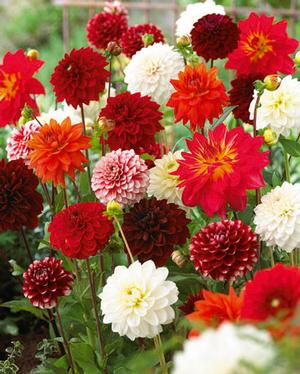 Wholesale Dahlia Value Pack 'Summer Elegance Mix' (Ships in Spring) - Dahlia | A.D.R. Bulbs