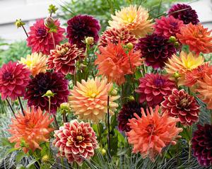 Wholesale Dahlia Value Pack 'Blazing Autumn Mix' (Ships In Spring) - Dahlia | A.D.R. Bulbs