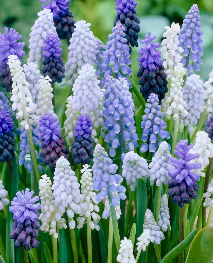 Wholesale Muscari 'Mixture' - Grape Hyacinth | A.D.R. Bulbs