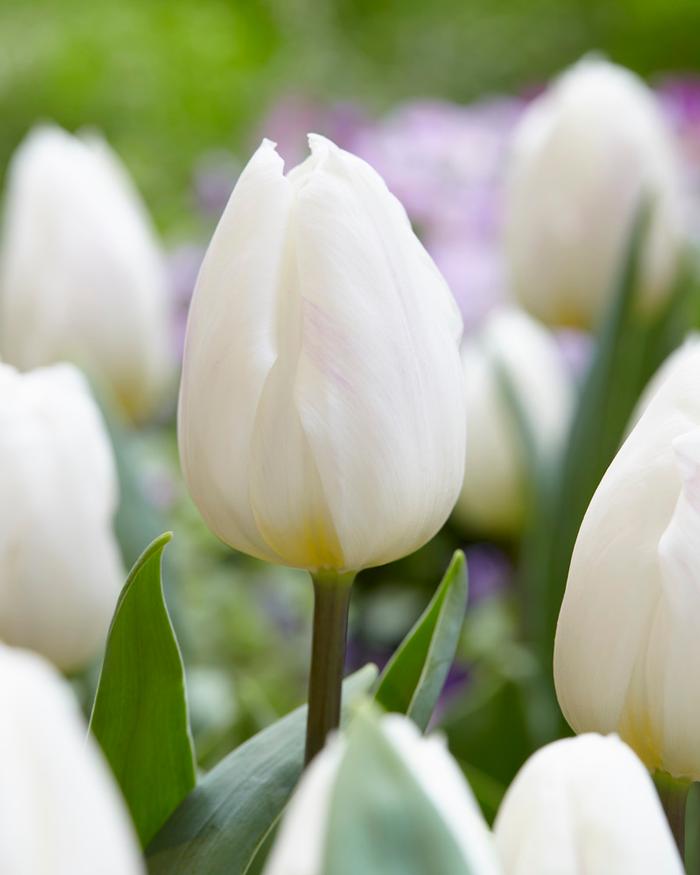 Wholesale Tulipa Triumph 'White Flag' - Tulip | A.D.R. Bulbs