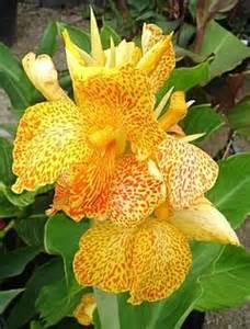 Wholesale Canna Dwarf 'Golden Lucifer' (Ships in Spring) - Canna | A.D.R. Bulbs