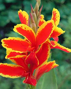 Wholesale Canna Dwarf 'Lucifer' (Ships in Spring) - Canna | A.D.R. Bulbs