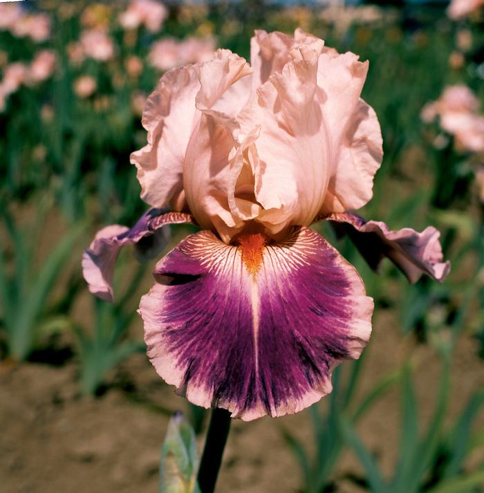 Wholesale Iris Germanica 'Cherry Blossom Song' - Bearded Iris | A.D.R. Bulbs