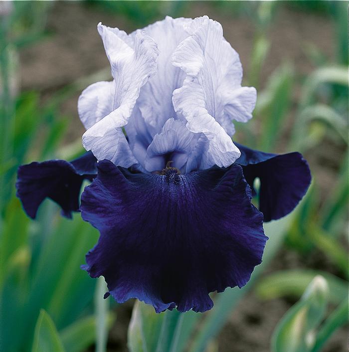 Wholesale Iris Germanica 'Over Alaska' - Bearded Iris | A.D.R. Bulbs