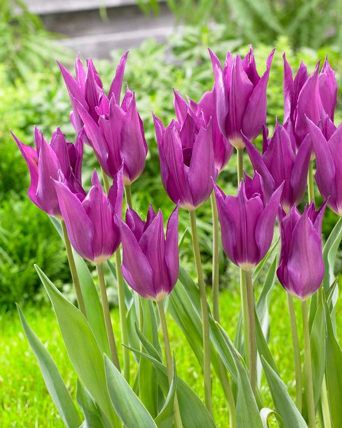 Wholesale Tulipa Lily Flowering 'Purple Dream' - Tulip | A.D.R. Bulbs