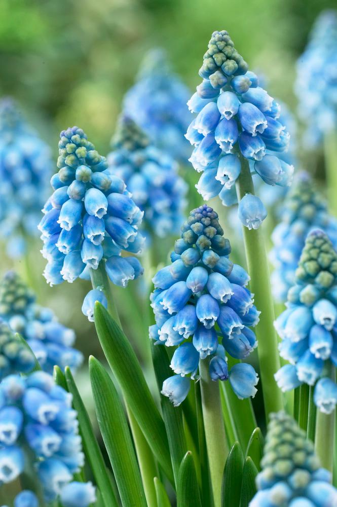 Wholesale Muscari Atlantic - Grape Hyacinth | A.D.R. Bulbs